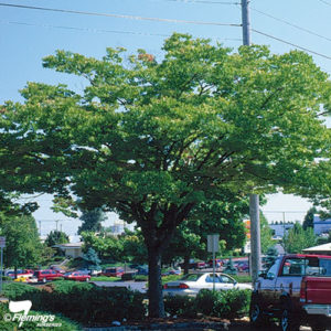 日本榆树- Zelkova serrata“schmidflow”无线