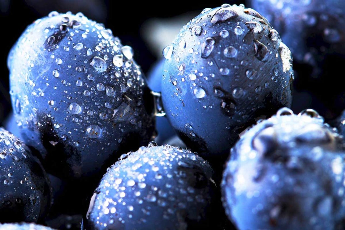 种植蓝莓在珀斯