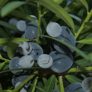 Illawarra Plum (Podocarpus elatus) -灌木塔克