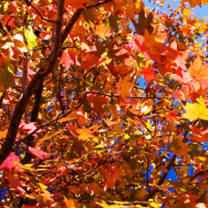 枫香树秋天的颜色必威官体育