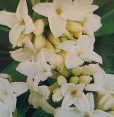 达芙妮——白花