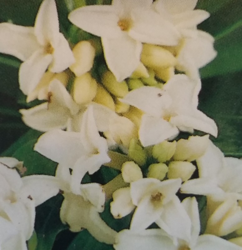 达芙妮-白花