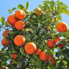 在珀斯种植大量橙子
