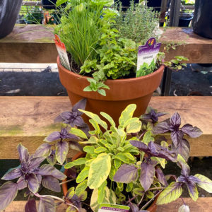 Herbs and Potted Vegetables